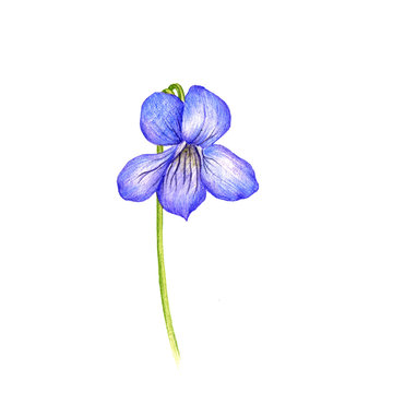heath violet flower, drawing by colored pencils