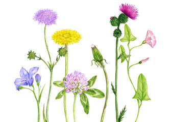 wild plants and flowers, drawing by colored pencils