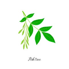 vector drawing branch of ash tree