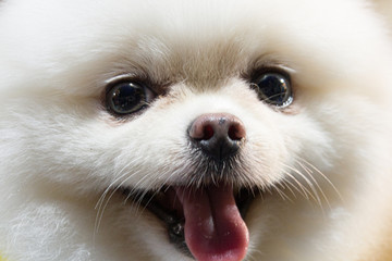Close up cute dog face, macro shot