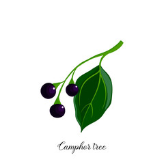 Obraz premium vector drawing branch of camphor tree