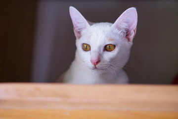 White cat with Yellow eyes