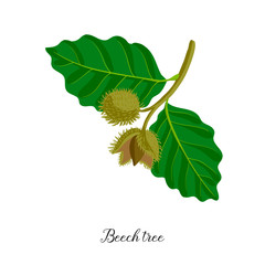 vector drawing branch of beech tree - obrazy, fototapety, plakaty