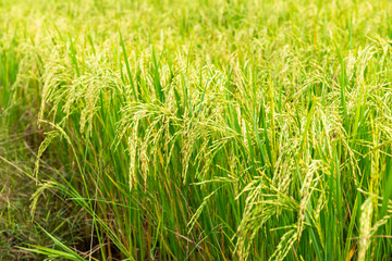 Rice field in local area of Thailand sunny day