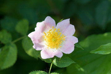 Wild rose from the Drava River