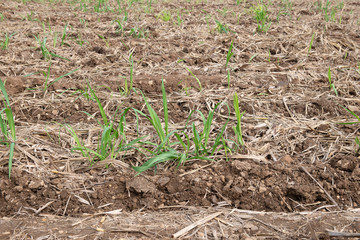 Sugarcane planted to produce sugar and food.