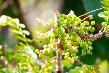 Star gooseberry. Phyllanthus acidus, known as the Otaheite gooseberry, country gooseberry