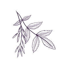 vector drawing branch of ash tree