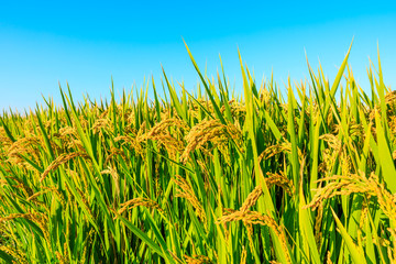Ripe rice and beautiful sky in daylight