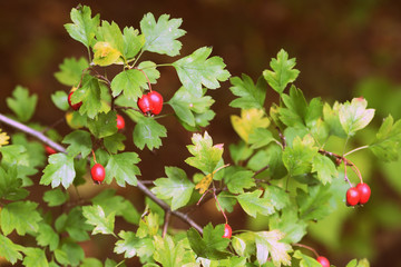 Ripe hawthorn berries on a bush in the autumn forest close-up