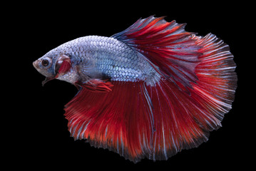 Fototapeta premium Betta Fish