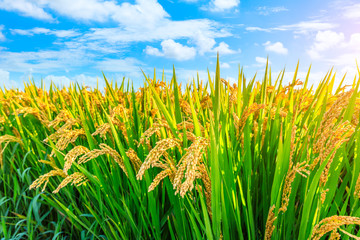 Ripe rice and beautiful sky in daylight
