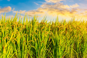 Ripe rice and beautiful sky at sunset