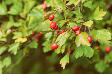 Ripe hawthorn berries on a bush in the autumn forest close-up
