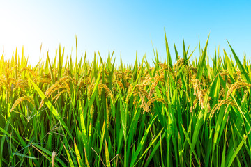 Obraz premium Ripe rice and beautiful sky in daylight