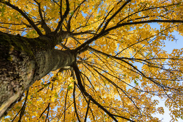 Blick in eine herbstliche Baumkrone