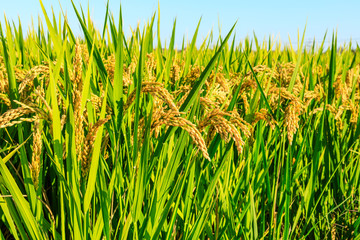 Ripe rice and beautiful sky in daylight