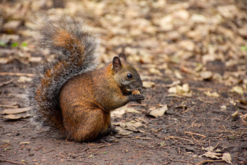 Ardilla silvestre color café comiendo cacahuates, en su hábitat natural dentro del bosque sobre hojas secas