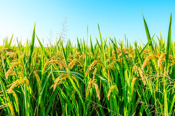 Ripe rice and beautiful sky in daylight