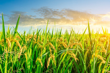 Ripe rice and beautiful sky at sunset