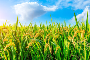 Obraz premium Ripe rice and beautiful sky in daylight