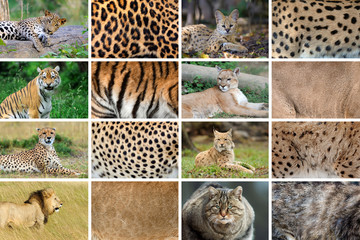 Collection of eight animals and their true skin textures