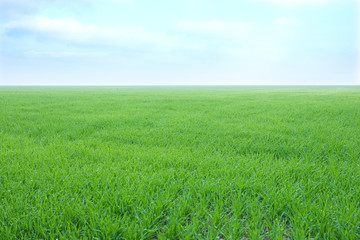 field on a background of the blue sky