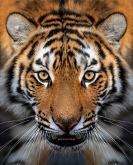 Close up view portrait of a Siberian tiger - 298794250