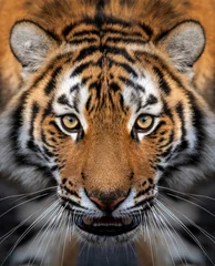 Rolgordijnen Close-up portret van een Siberische tijger © byrdyak