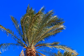 Palm tree on the blue sky background