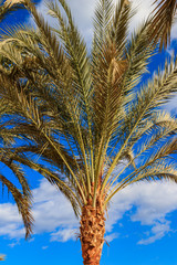 Obraz na płótnie Canvas Palm tree on the blue sky background