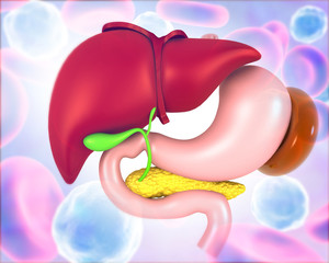Human Digestive system Liver Anatomy. 3d render.