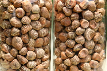 Close up twin Pachira aquatica,Bombax macrocarpum seed in the glass bottle