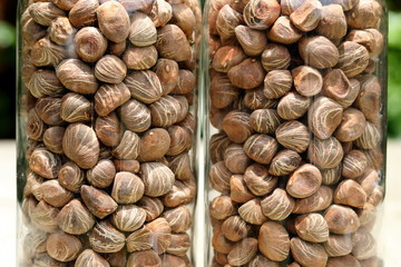Close up twin Pachira aquatica,Bombax macrocarpum seed in the glass bottle
