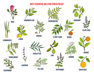 Best essential oils for stress relief - obrazy, fototapety, plakaty