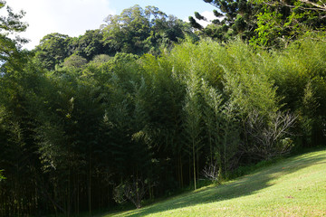 Wind blowing in bamboo forest