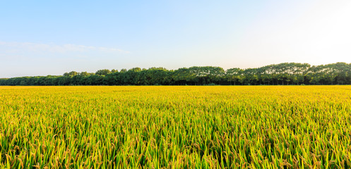 Ripe paddy field and blue sky