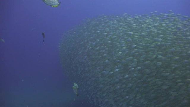 A School of The yellowstripe scad (Selaroides leptolepis) 