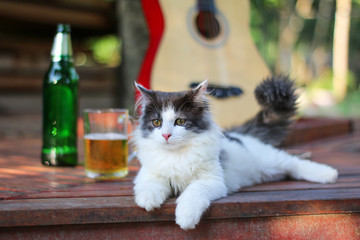 Beautiful cat sitting lonely on the balcony with a glass of beer and guitar background.