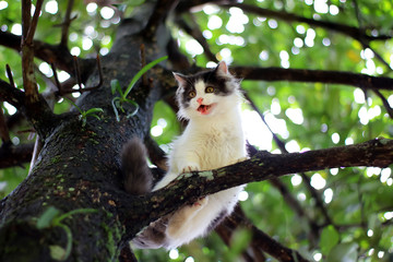 Beautiful little cat stuck in a tree in the garden