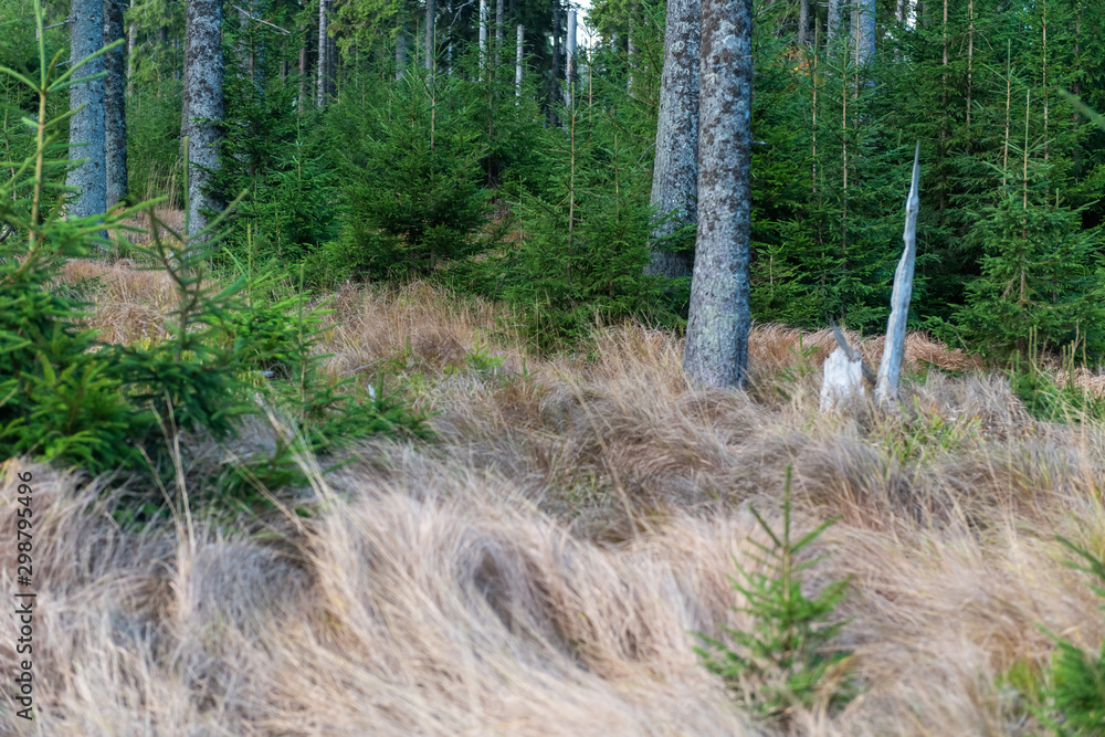 Canvas Prints Pine forest in autumn with dry grass