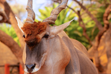 Beautiful Images  of African largest Antelope. Wild african Eland antelope  close up, Namibia, Africa