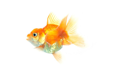 Gold fish on white background,