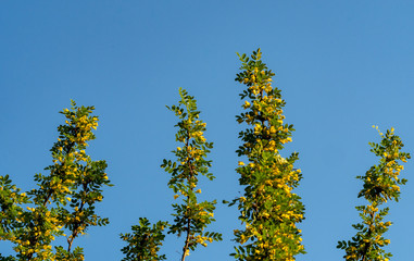 Tree branches with yellow flowers against blue sky at sunny day
