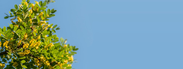 Tree branch with yellow flowers against blue sky