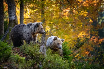 Schilderijen op glas Brown bear in autumn forest © byrdyak
