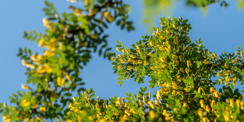 Fototapeta na wymiar Foliage with yellow flowers at sunny day