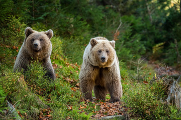 Naklejka na ściany i meble Brown bear in autumn forest