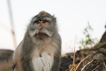 Monkey portrait macaque sunrise Batur point Bali Indonesia