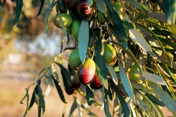 Olives on olive tree branch
